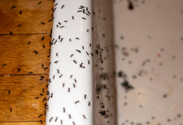 Best Commercial Pest Control Services  in Wakeman, OH