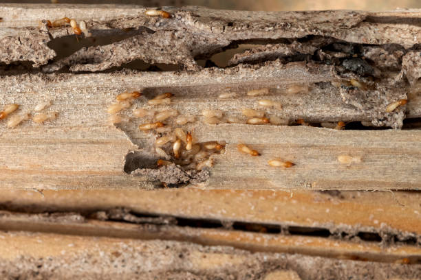Best Best Pest Control Companies  in Wakeman, OH